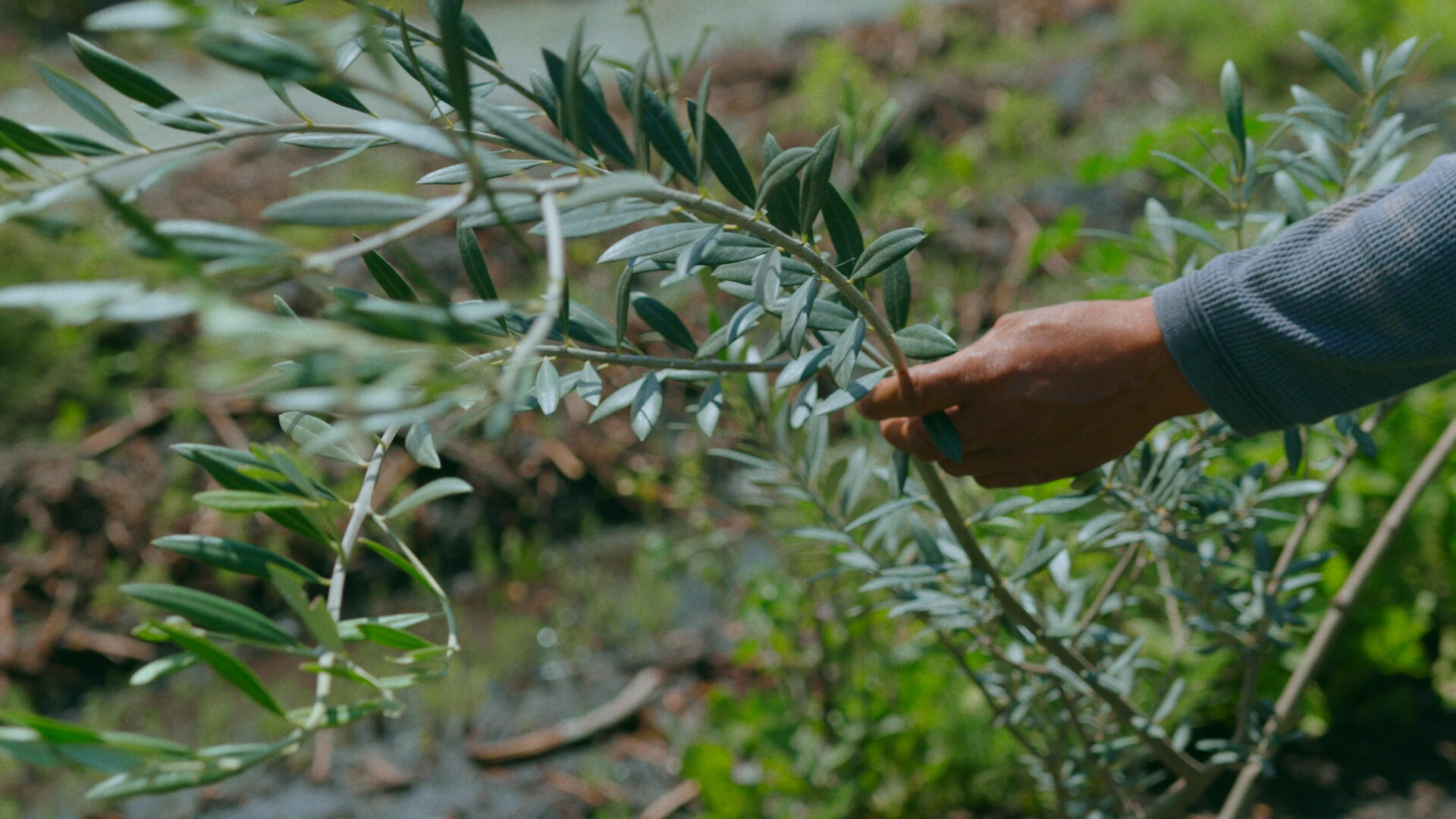 From an olive tree plantation on in Xochimilco, México
